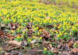 Winterlinge  Gelbe Pracht In Jena 2024 23